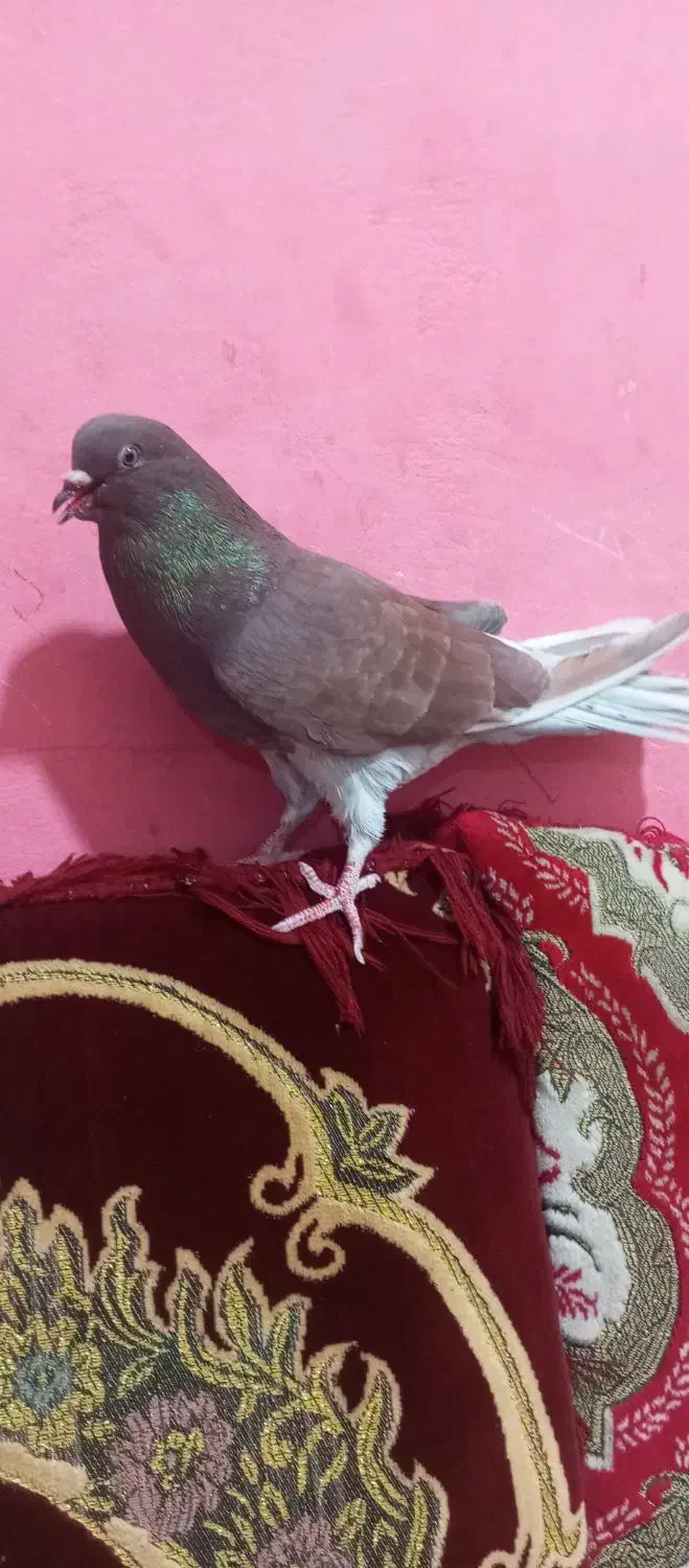 نر سرخ دم هفرنگ|پرنده|خمک, |دیوار