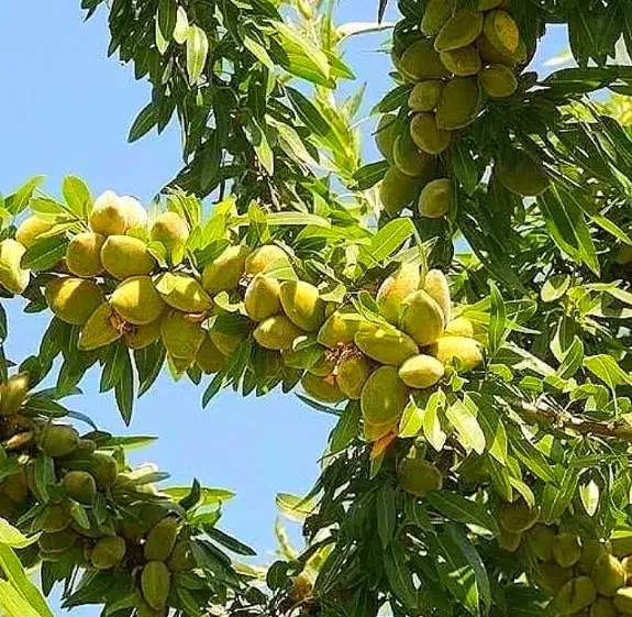 فروش انواع نهال بادام دیرگل اصلاح شده|گل و گیاه طبیعی|نیشابور, فردوس شمالی|دیوار