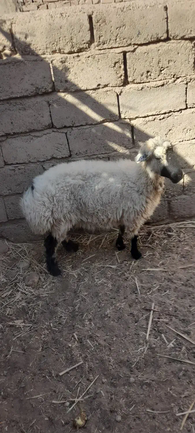 گوسفند ماده|حیوانات مزرعه|تیمور آباد, |دیوار