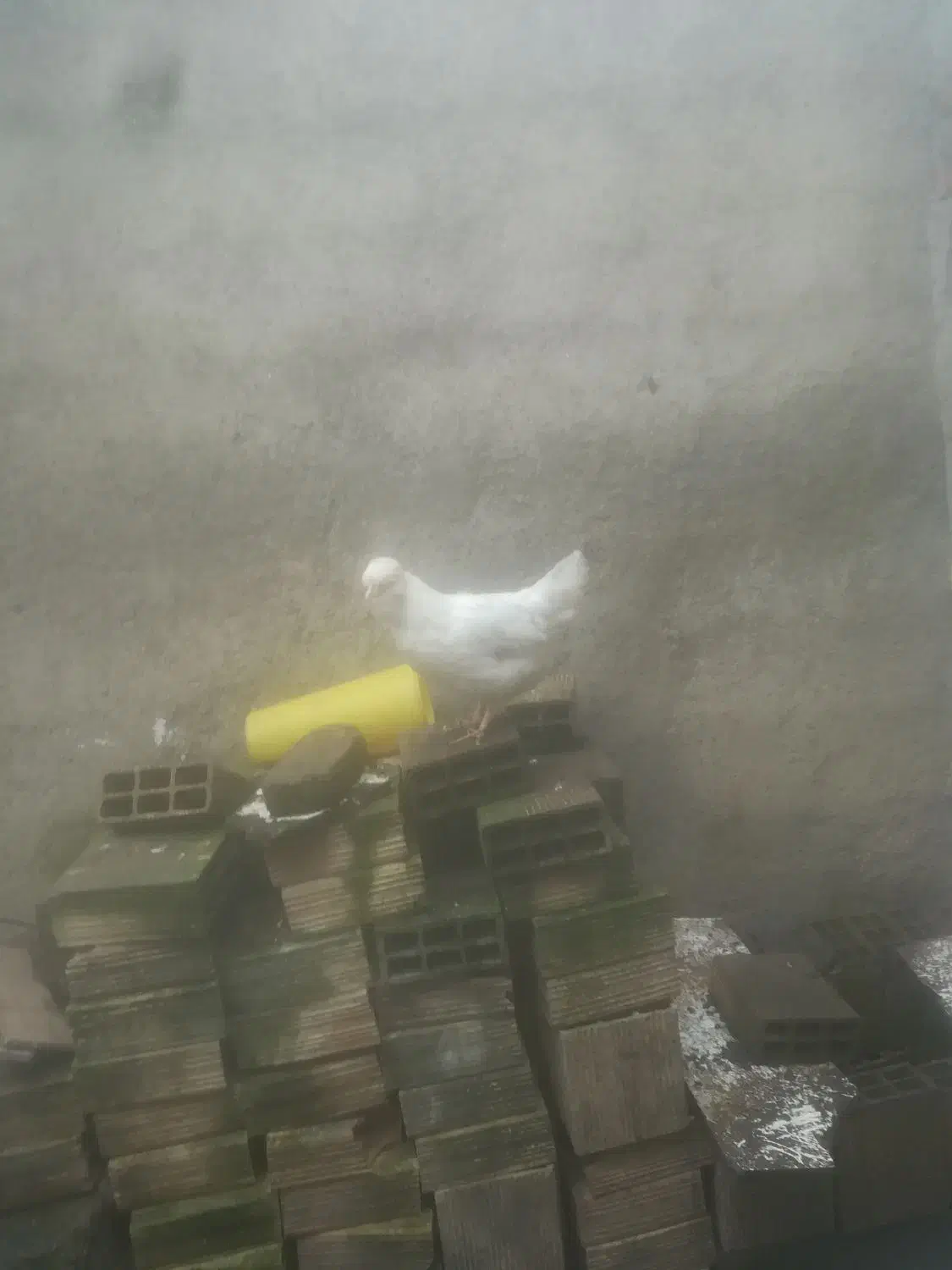 گلین و لاری|حیوانات مزرعه|رشت, پاره بیجار|دیوار