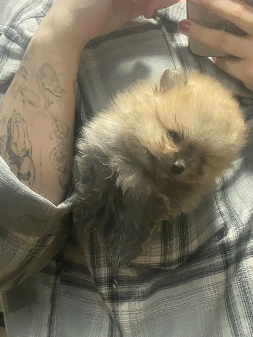 توله پامرانین|سگ|فردیس, فردیس|دیوار