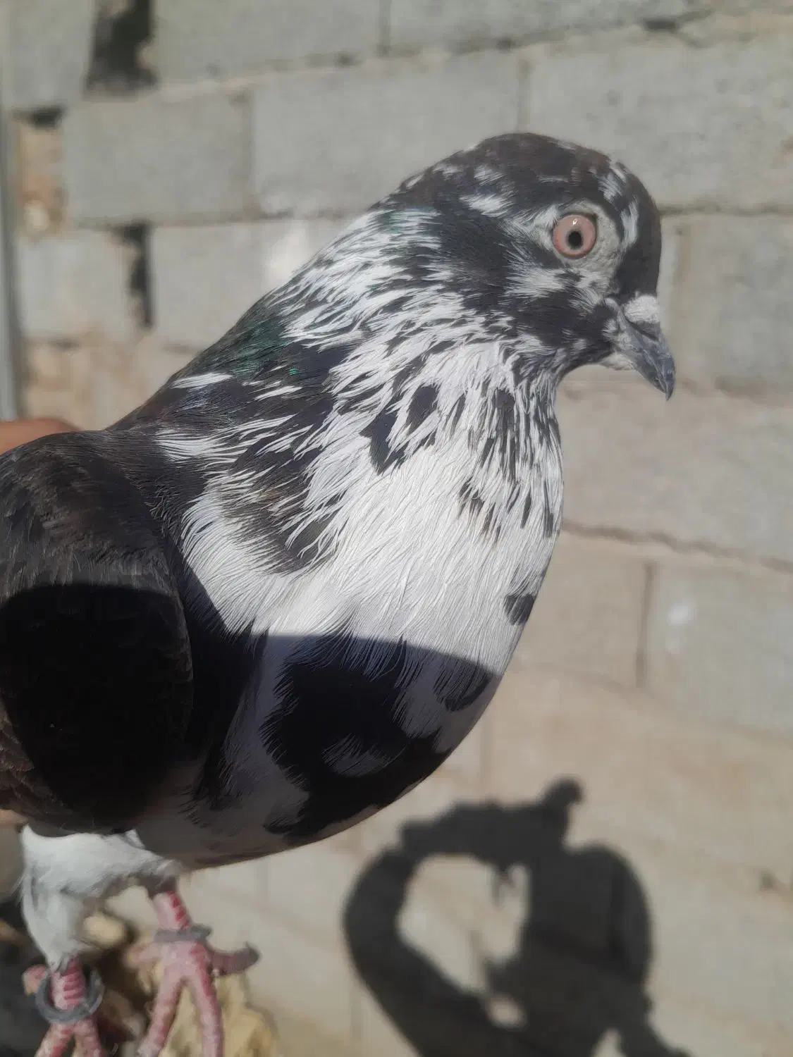 چند عدد کبوتر سالم و سرحال|پرنده|هیر, |دیوار