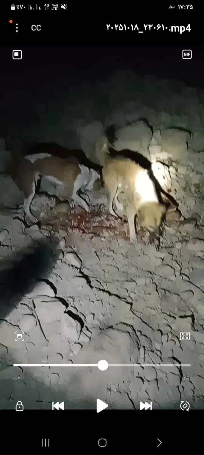 فروش یک عدد سگ آدرس خودبستک|سگ|بستک, |دیوار