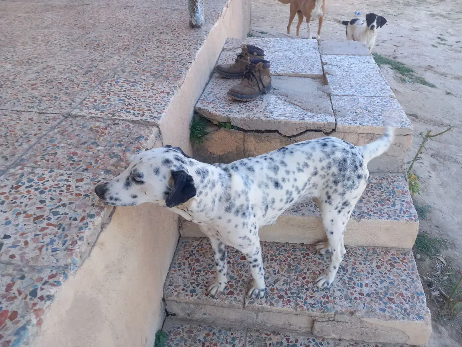 سگ دنبلانی|سگ|گلی داغ, |دیوار