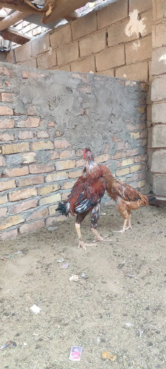 مرغ و خروس لاری|حیوانات مزرعه|تربت جام, جامرود|دیوار