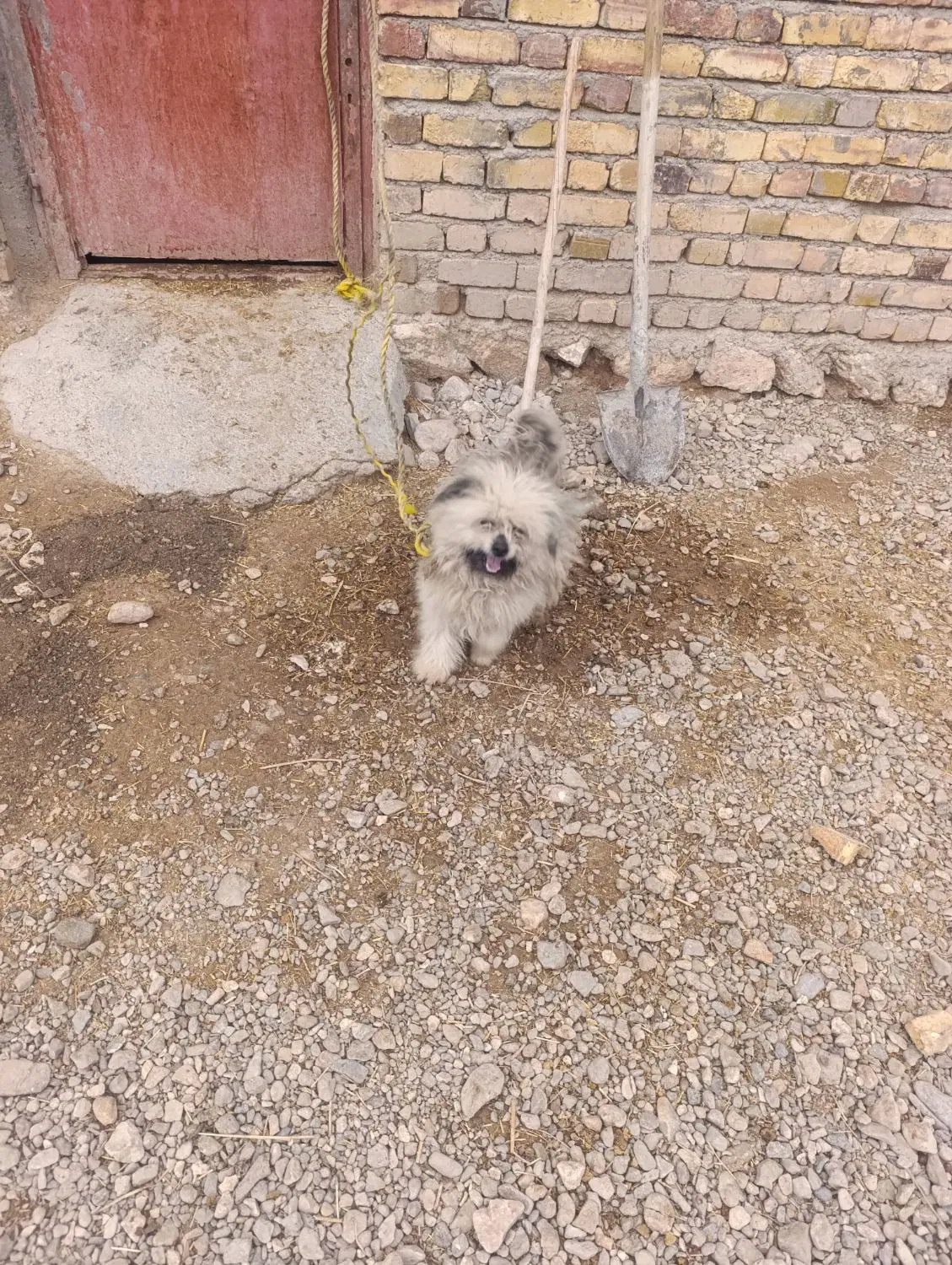 سگ پ|سگ|افشار, |دیوار