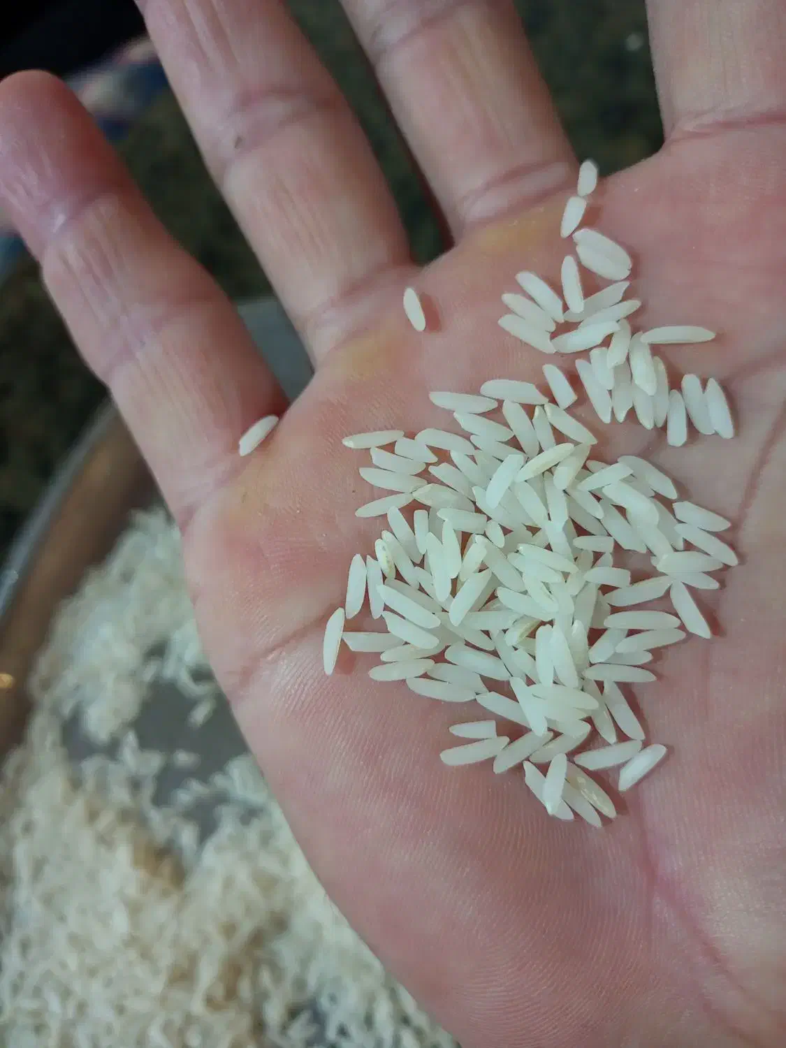 برنج هاشمی تظمینی|خوردنی و آشامیدنی|رشت, آزادگان|دیوار