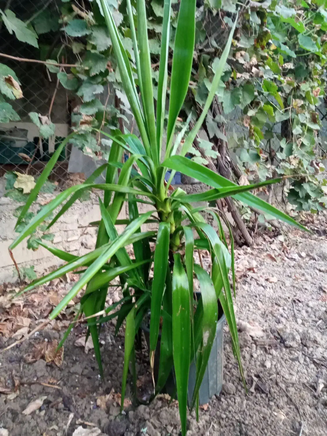 گل یوکا|گل و گیاه طبیعی|ساری, |دیوار