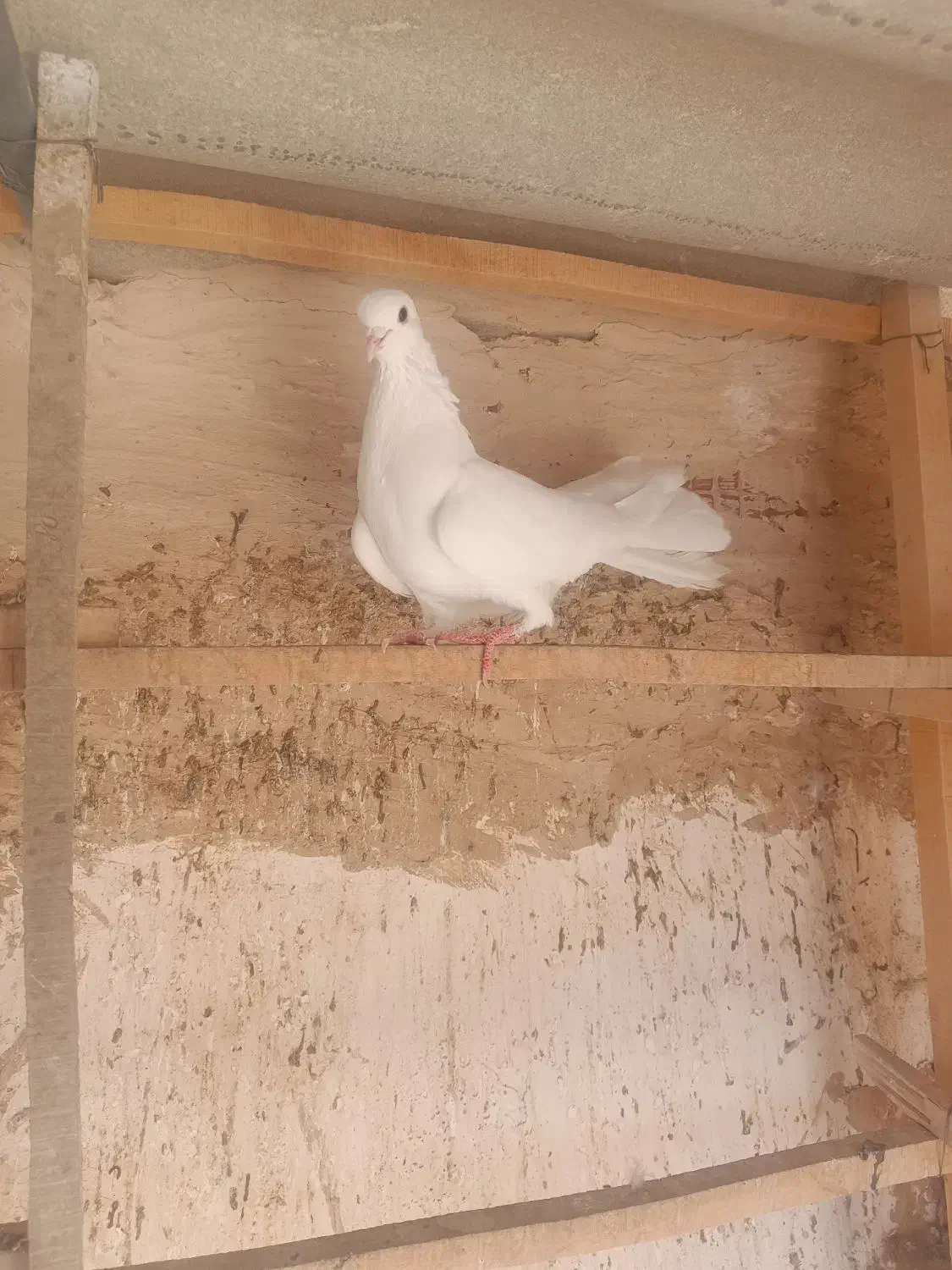 کفتر|پرنده|قم, سرحوض|دیوار