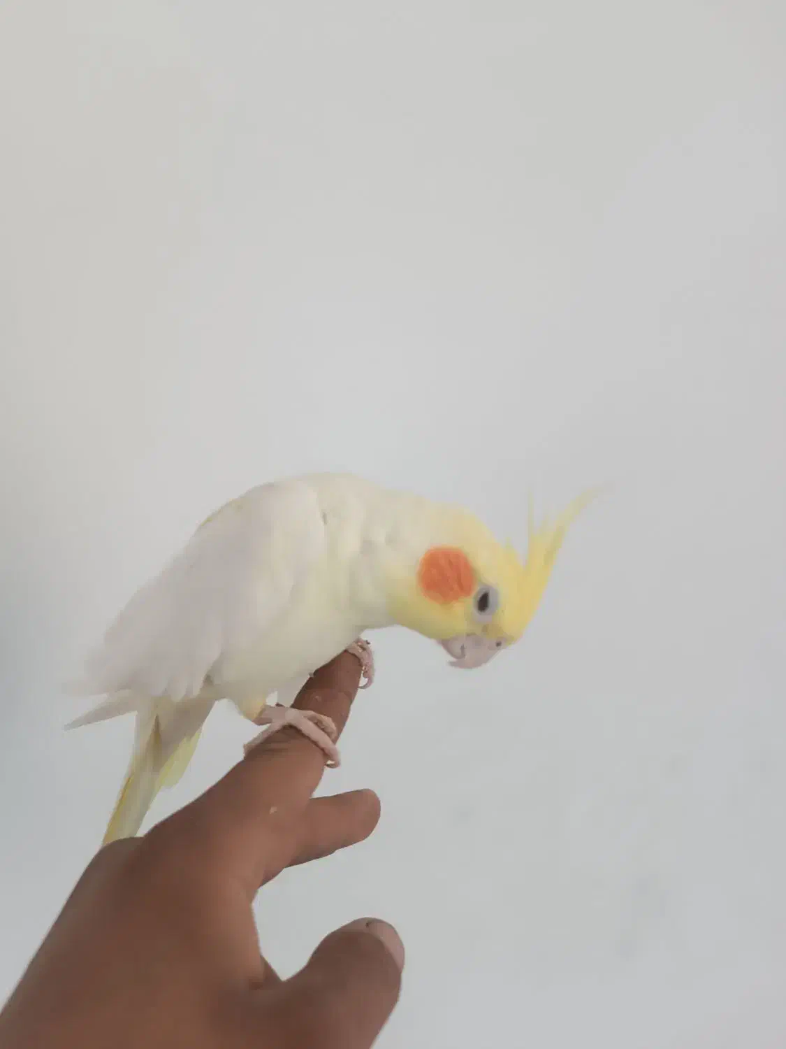 عروس هلندی|پرنده|گرگان, |دیوار