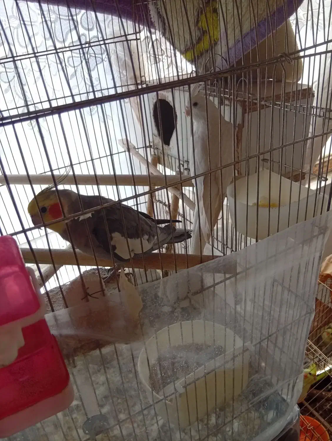 جفت عروس هلندی|پرنده|گلبهار, شهر جدید گلبهار|دیوار