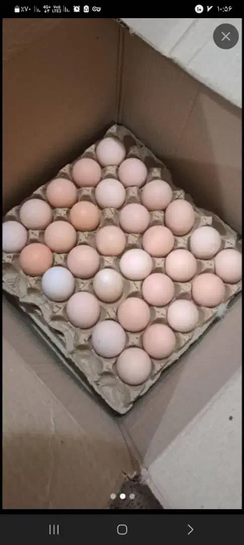 تخم مرغ جوجه کشی آرین|خوردنی و آشامیدنی|ارومیه, |دیوار