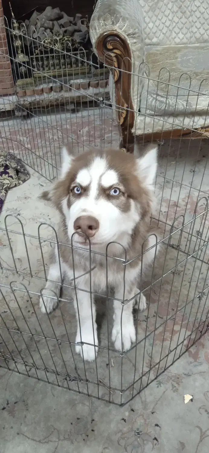 سگ هاسکی|سگ|تهران, سیروس|دیوار