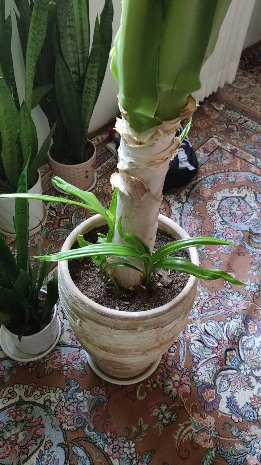 گل ذرتی|گل و گیاه طبیعی|کازرون, |دیوار