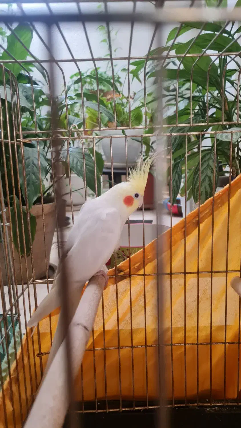 عروس هلندی سفید|پرنده|تهران, جنت‌آباد مرکزی|دیوار