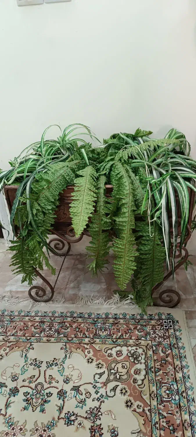 سرخس مصنوعی|گل مصنوعی|پرند, فاز ۵|دیوار