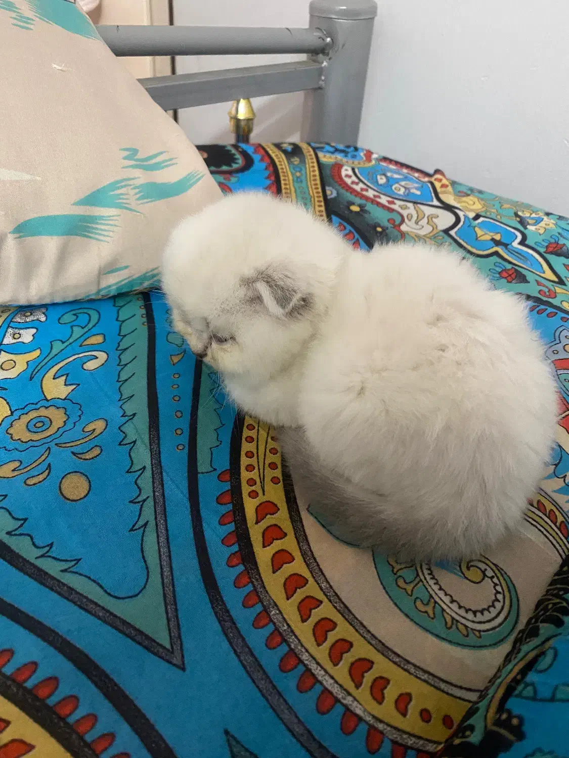 اسکاتیش|گربه|گرگان, |دیوار