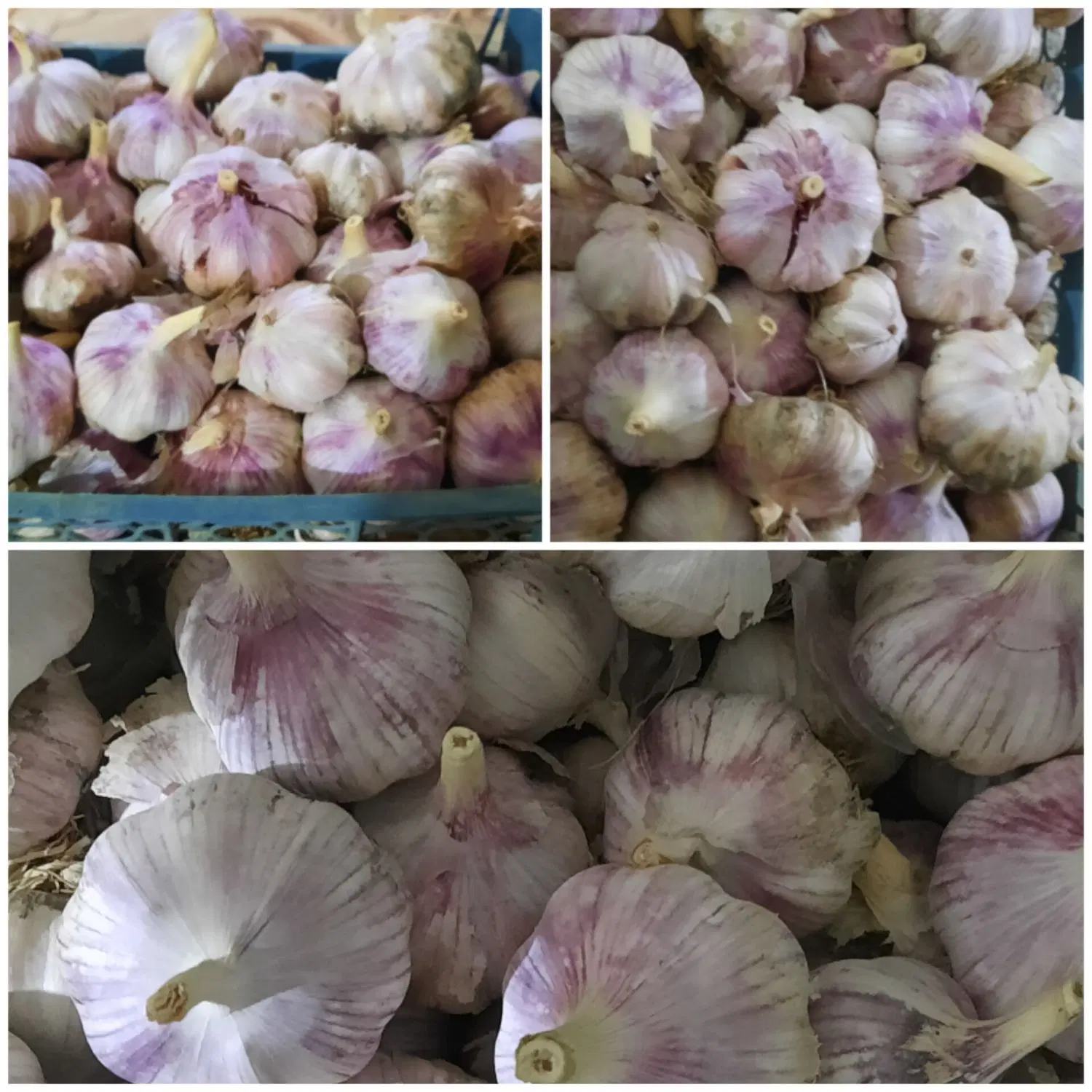 سیر|خوردنی و آشامیدنی|اصفهان, بابوکان|دیوار