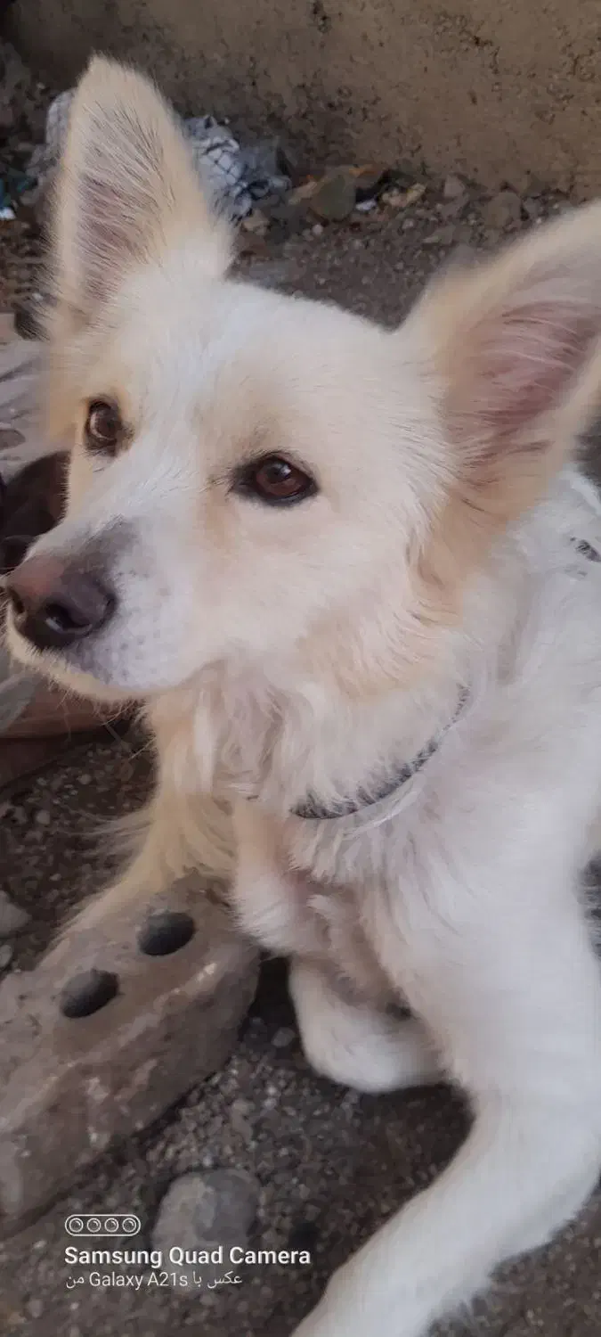واگزاری سگ پامر روباهی|سگ|مینودشت, |دیوار