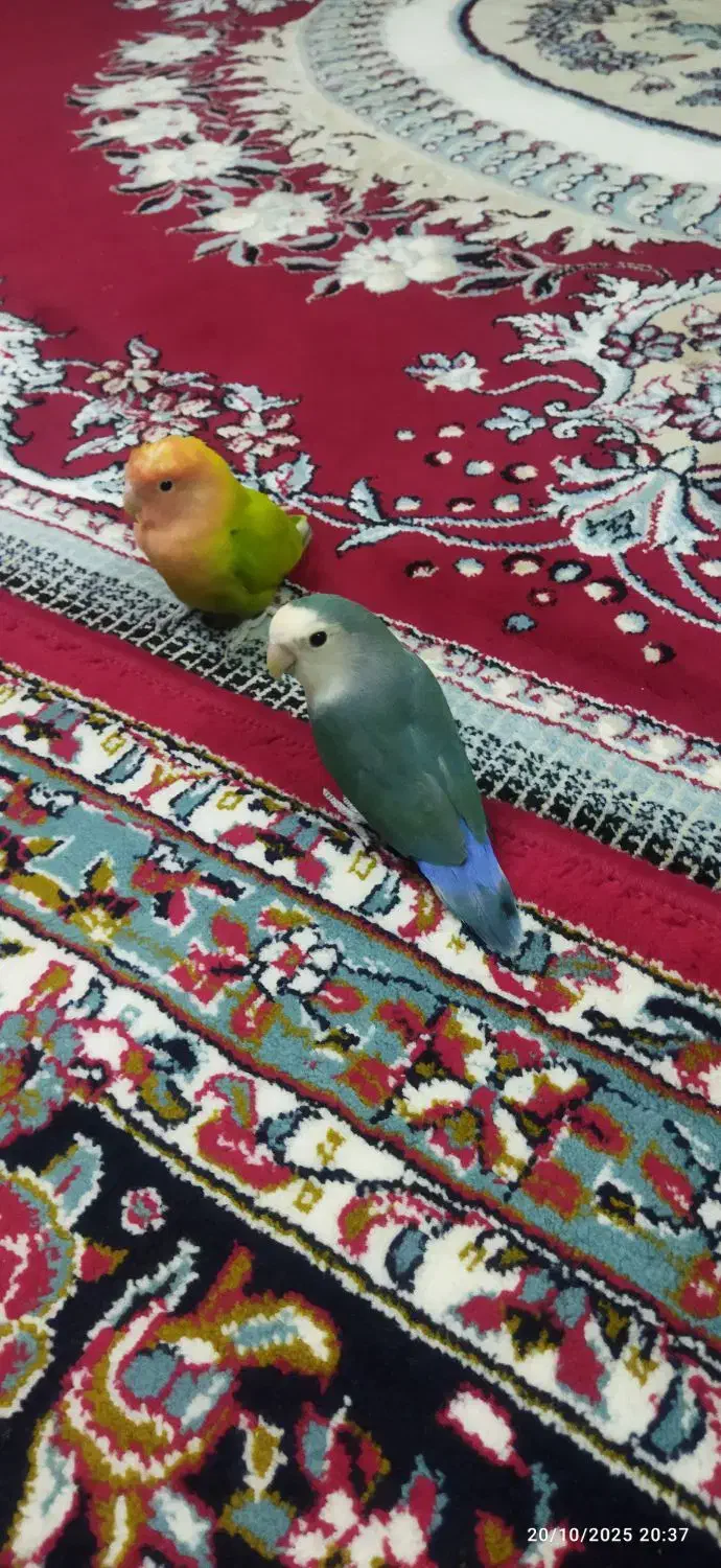 یک جفت کوتوله برزیلی سالم و سرحال|پرنده|شیراز, پانصد دستگاه ارتش|دیوار
