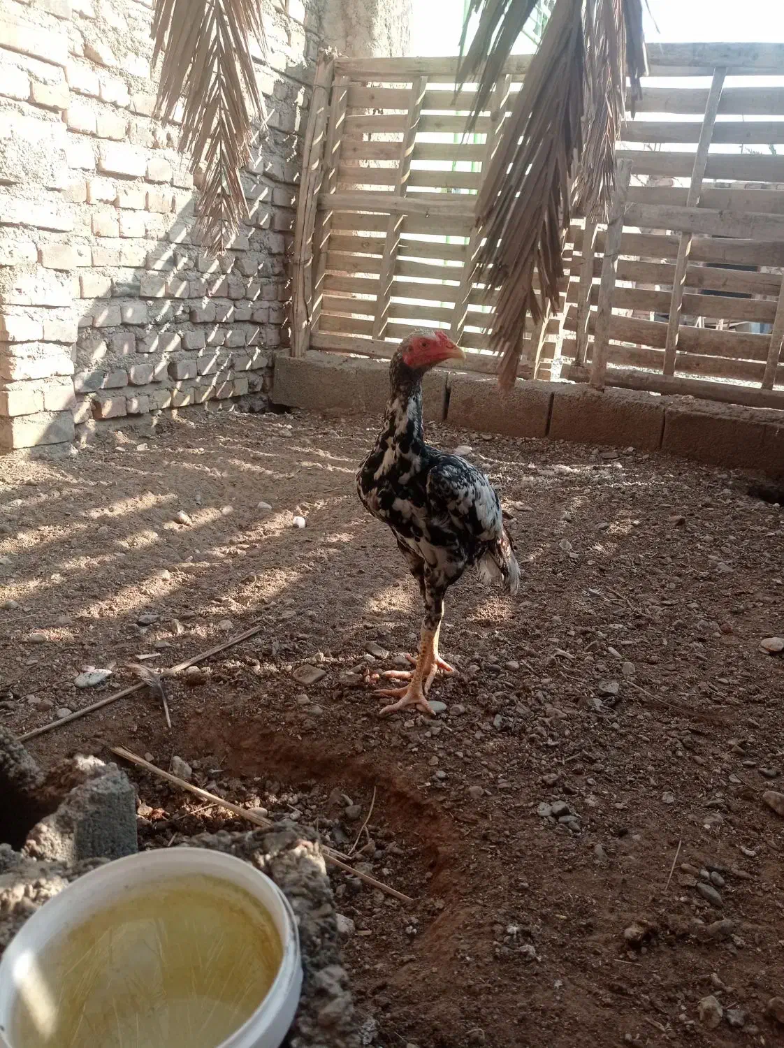 خروس|حیوانات مزرعه|ایرانشهر, |دیوار