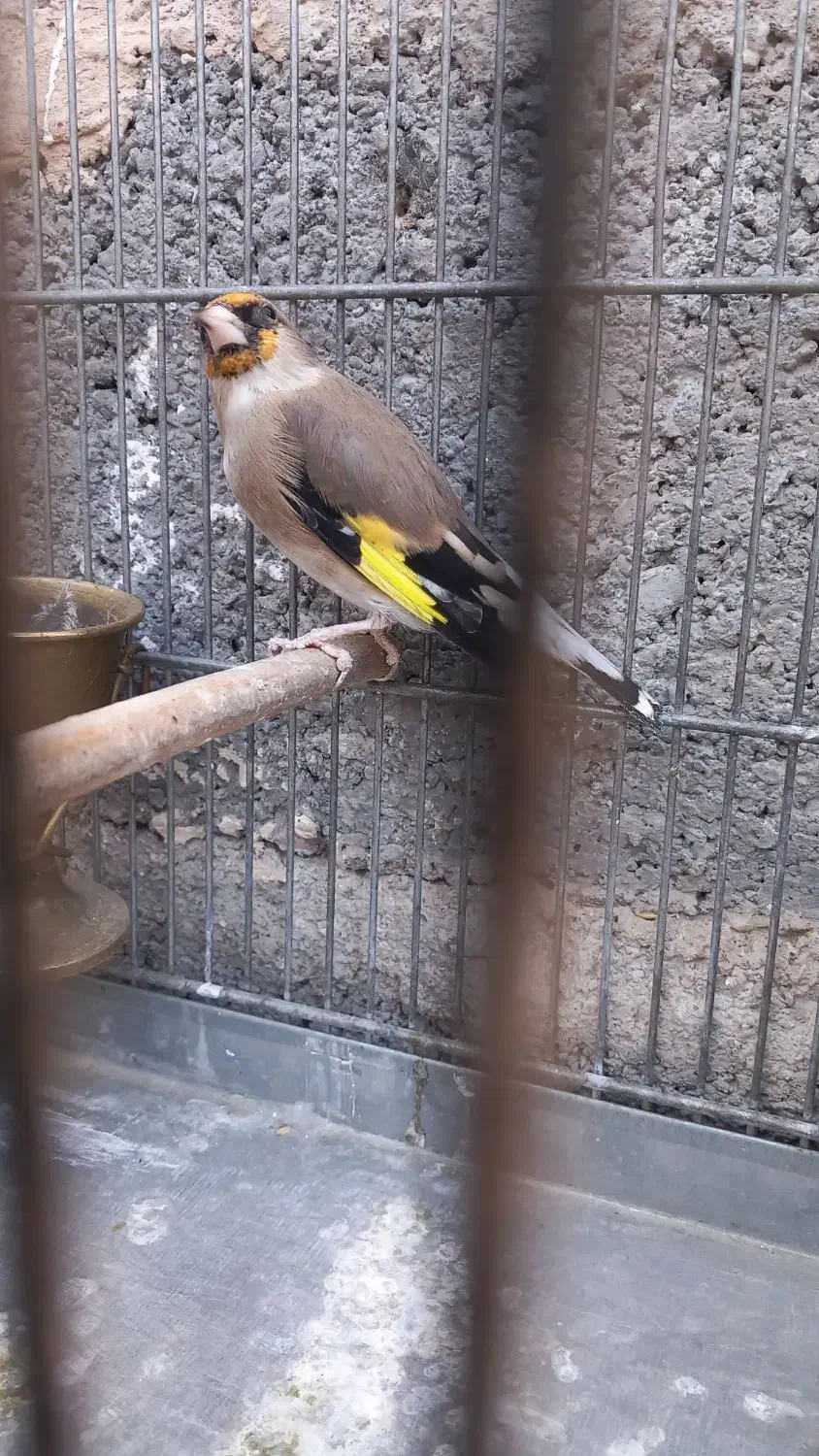 سهره نشون دار|پرنده|تهران, بیسیم|دیوار