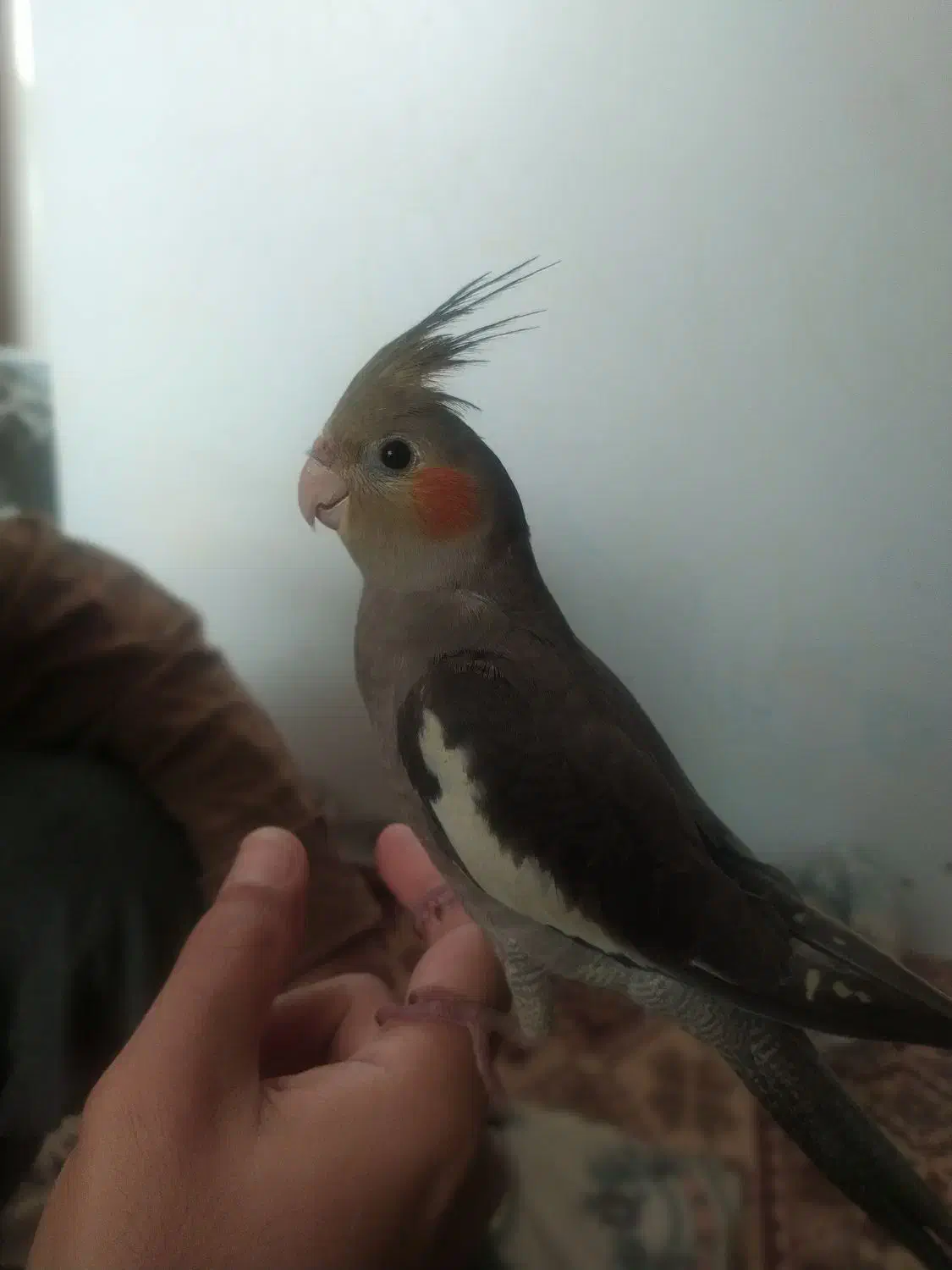 عروس هلندی|پرنده|قم, خاکفرج|دیوار