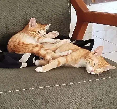 +++|گربه|بجنورد, |دیوار