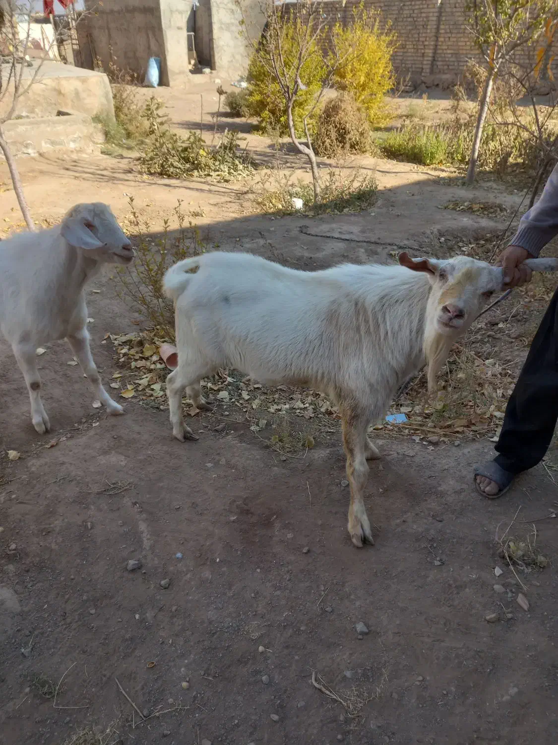 دوعدد تکه سانن|حیوانات مزرعه|سبزوار, بیهق شرقی|دیوار