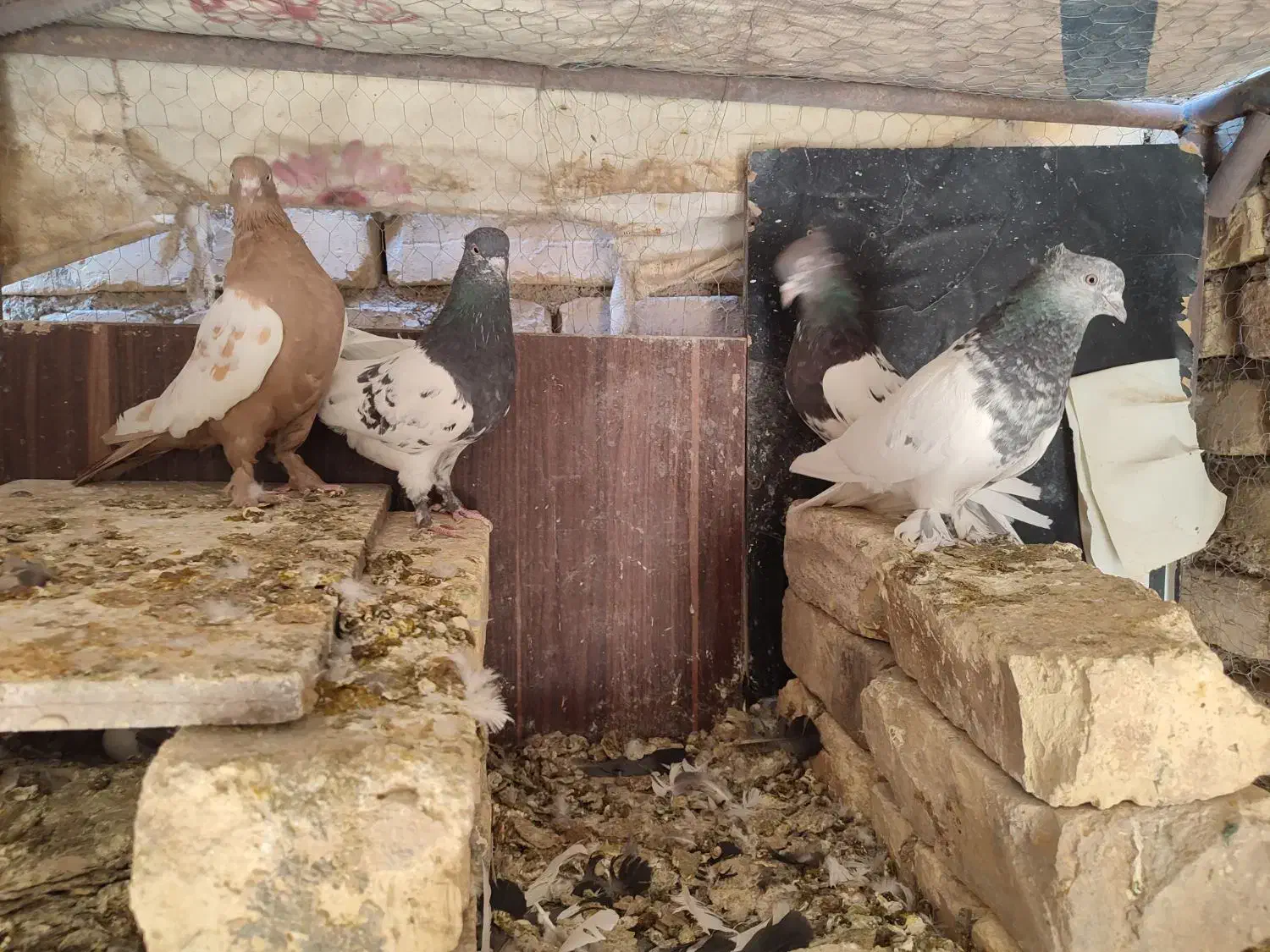 کله الماسی کله سیاه سینه زرد ماده سوسکی پلاکی|پرنده|مبارکه, |دیوار