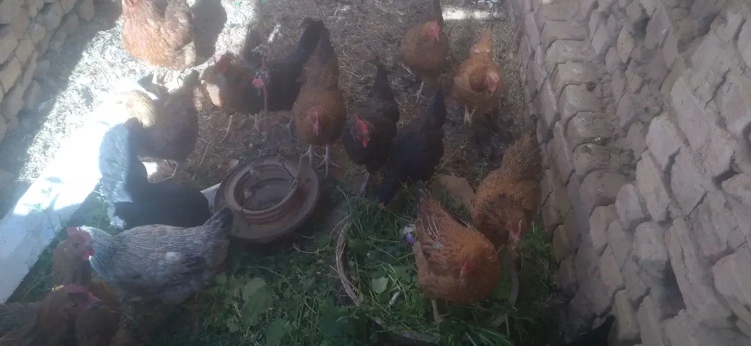 مرغ جوان|حیوانات مزرعه|بادرود, |دیوار