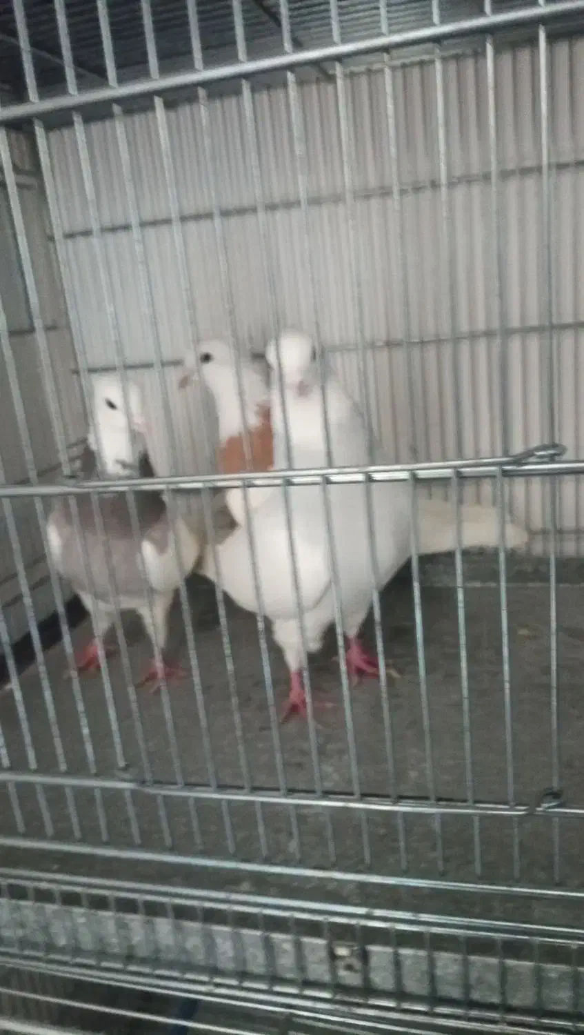 کبوتر|پرنده|اردبیل, |دیوار