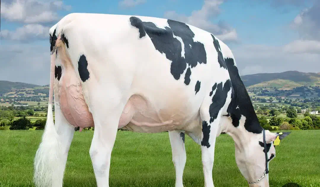 گاو فلج و پرواری|حیوانات مزرعه|فردوس (خراسان), |دیوار