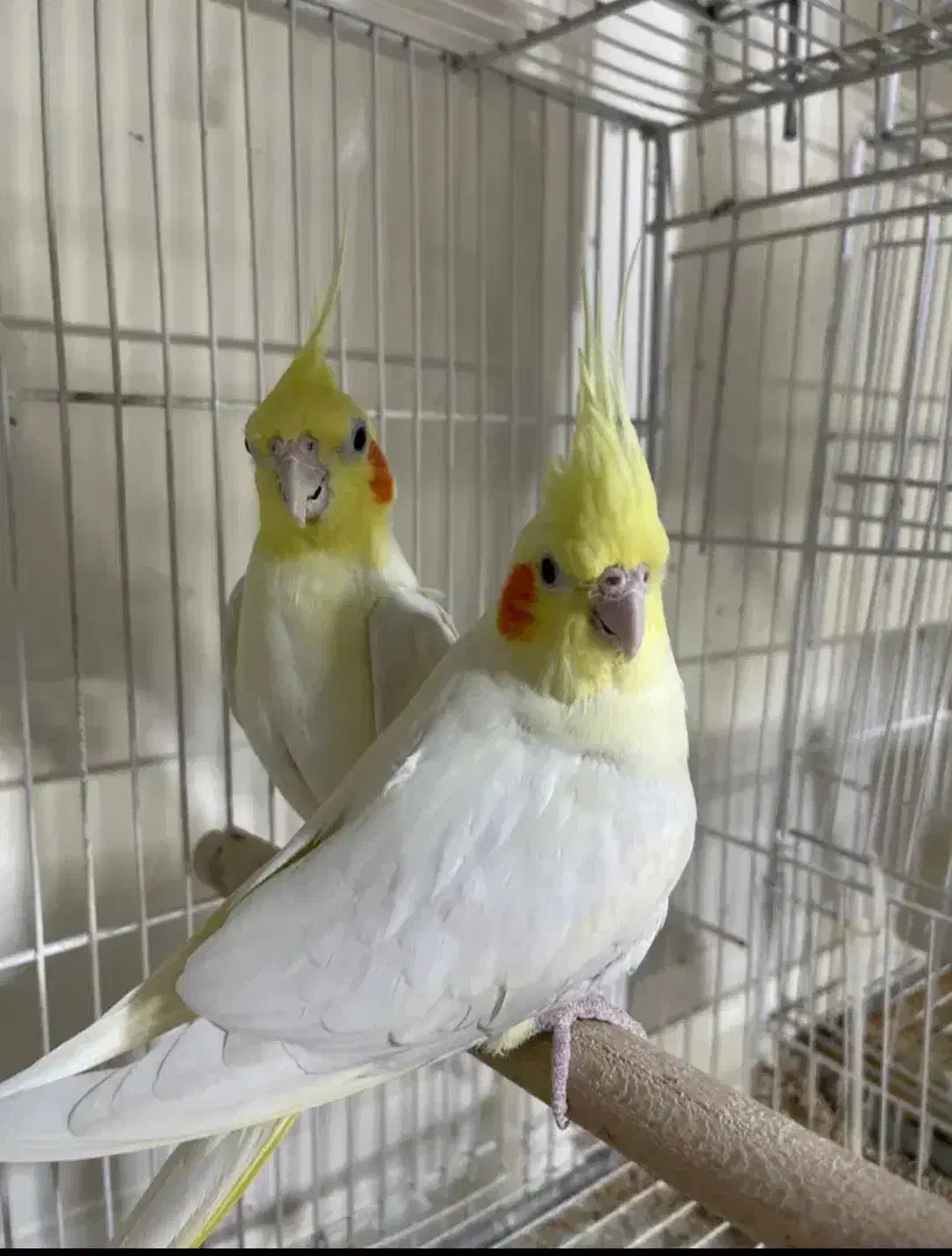 عروس هلندی|پرنده|گرمسار, |دیوار