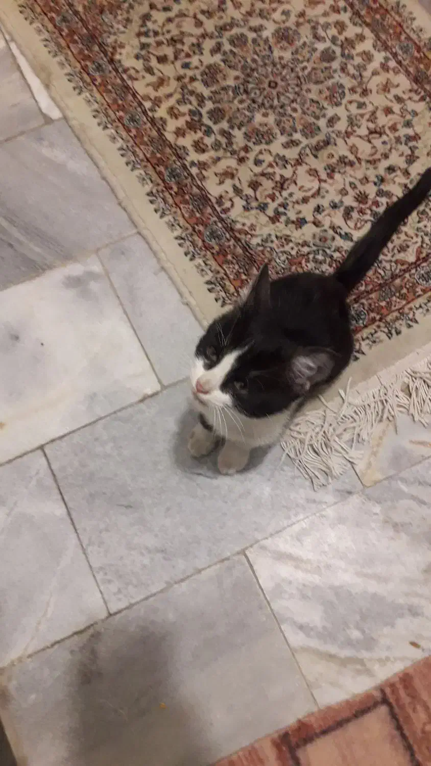 بچه گربه خانگی|گربه|همدان, |دیوار