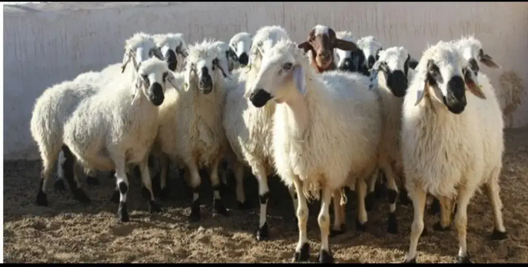 مرکز فروش بره نذری خانه اصفهان محمدی|حیوانات مزرعه|اصفهان, خانه اصفهان|دیوار