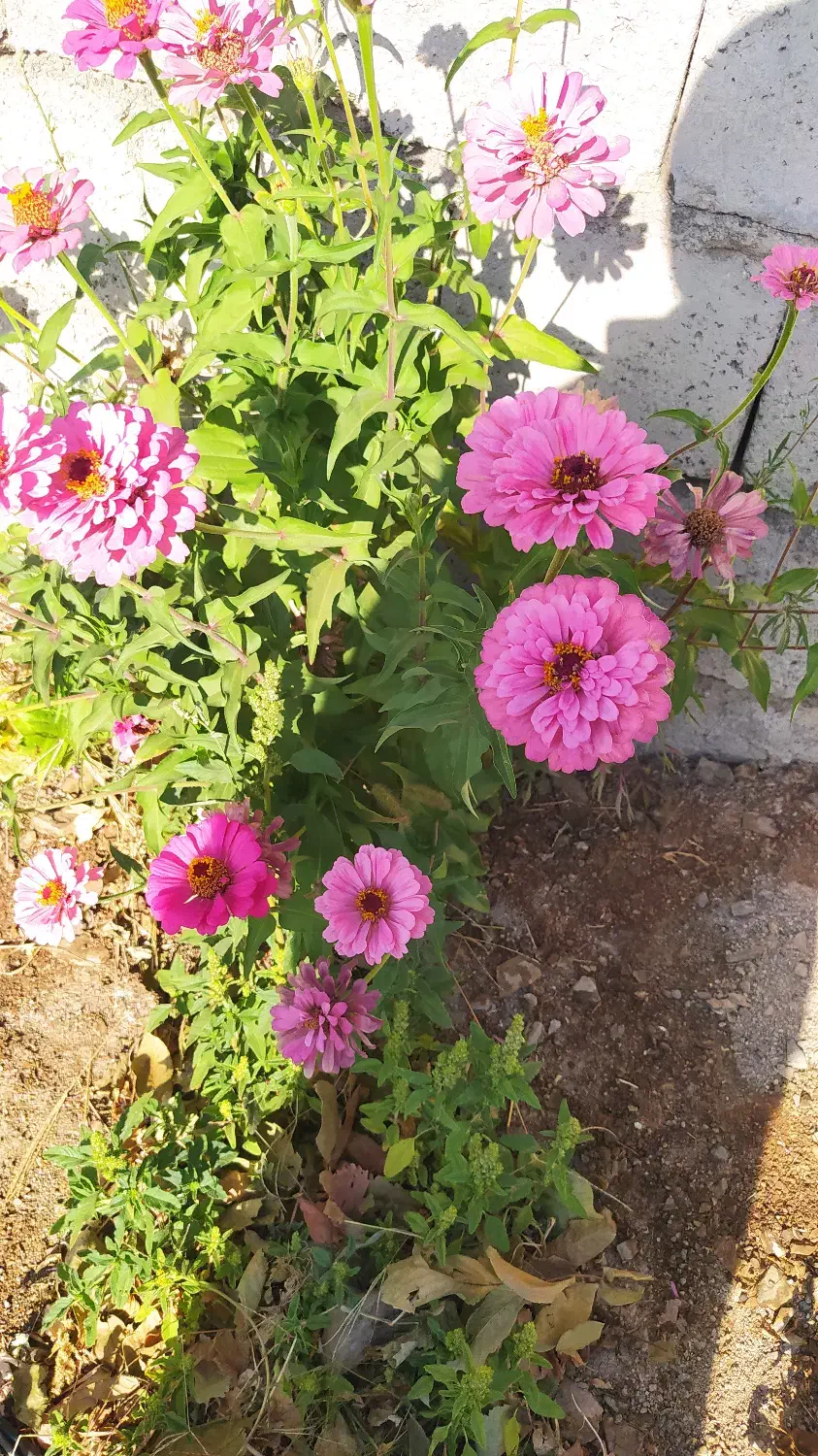 باغ|فروش زمین و ملک کلنگی|زاینده رود, |دیوار