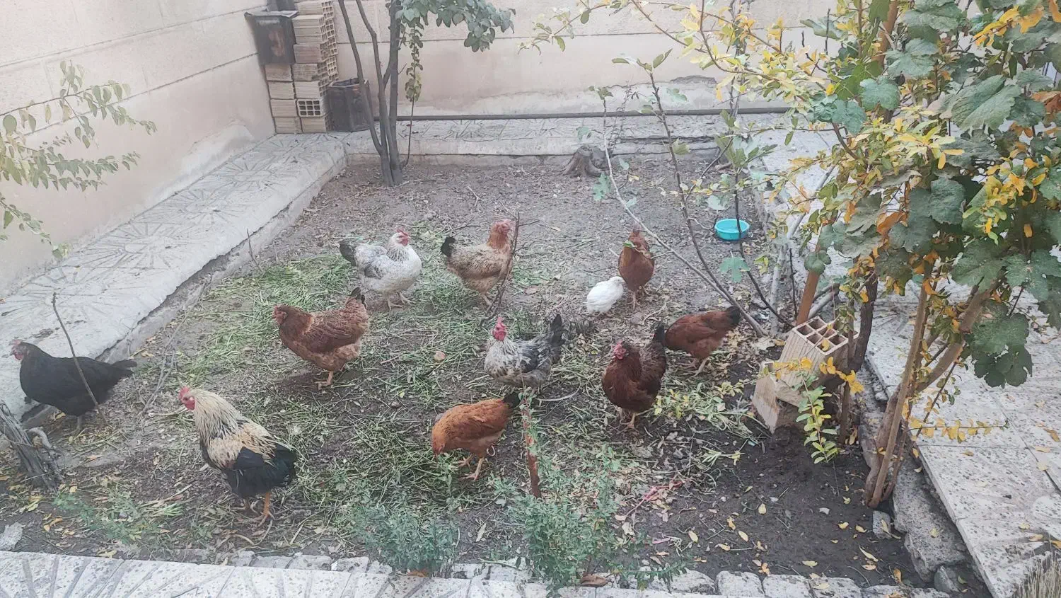 مرغ محلی با جوجه محلی|حیوانات مزرعه|محمدیه-قزوین, |دیوار