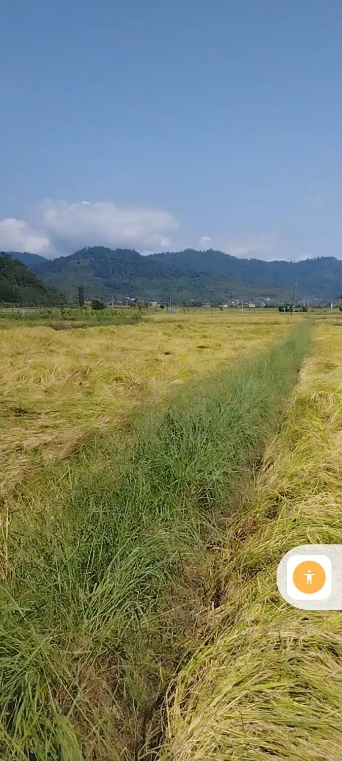 فروش زمین ۱۰۰۰ متری درلیسار تالش|فروش زمین و ملک کلنگی|لیسار, |دیوار