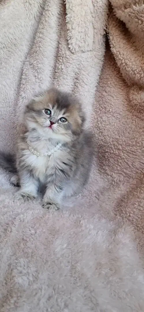 گربه های اصیل|گربه|سنندج, |دیوار