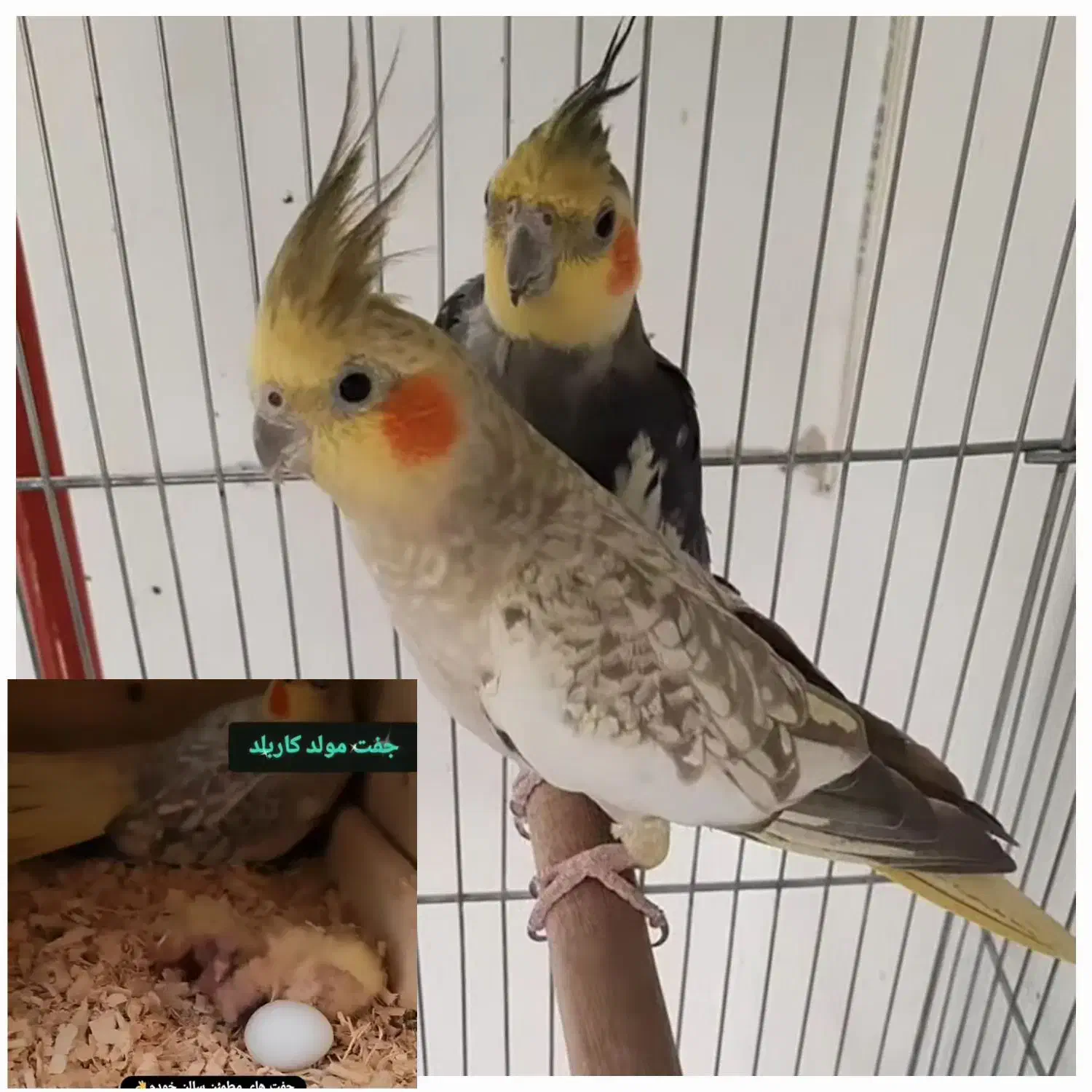 گرینچیک و عروس هلندی|پرنده|ماکو, |دیوار