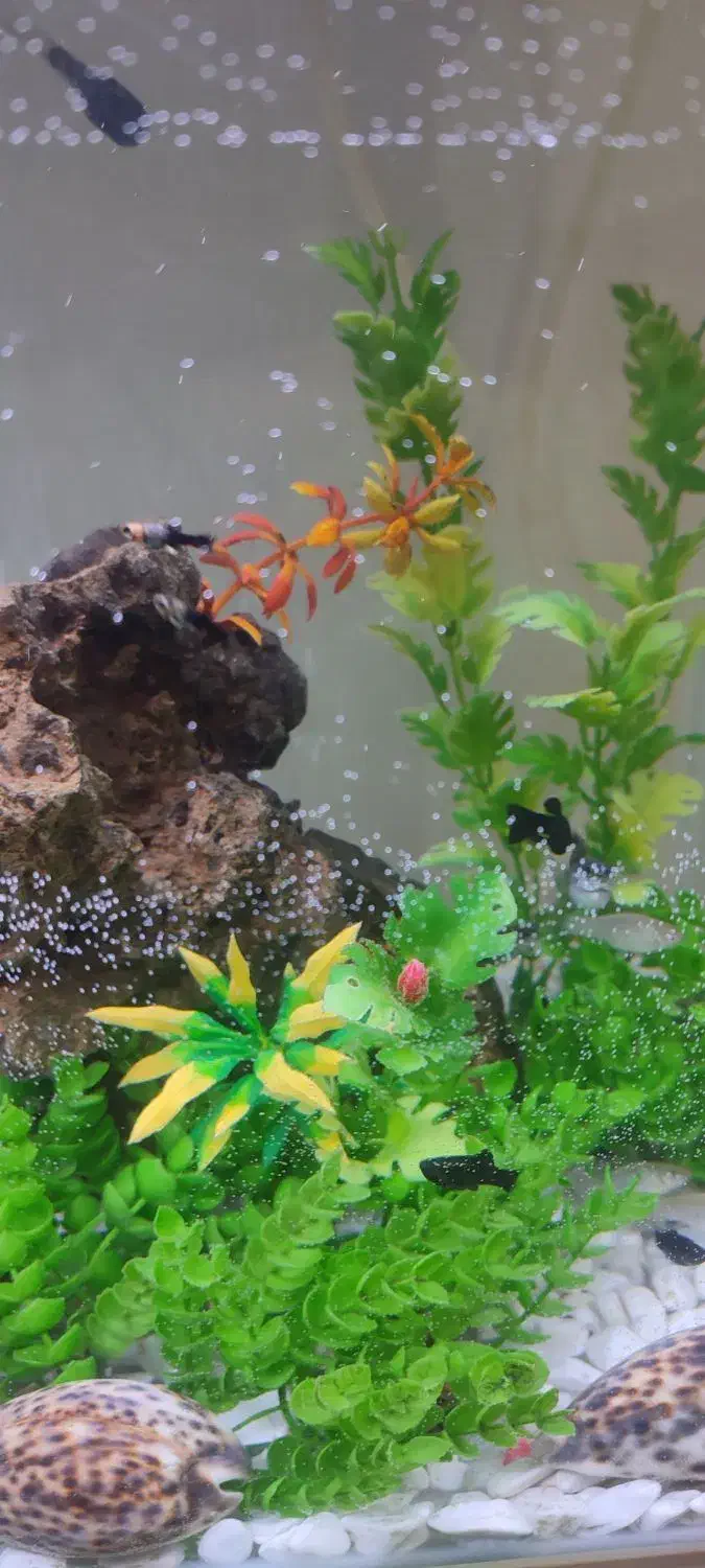 آکواریوم نو سالم|ماهی|خمینی‌شهر, |دیوار