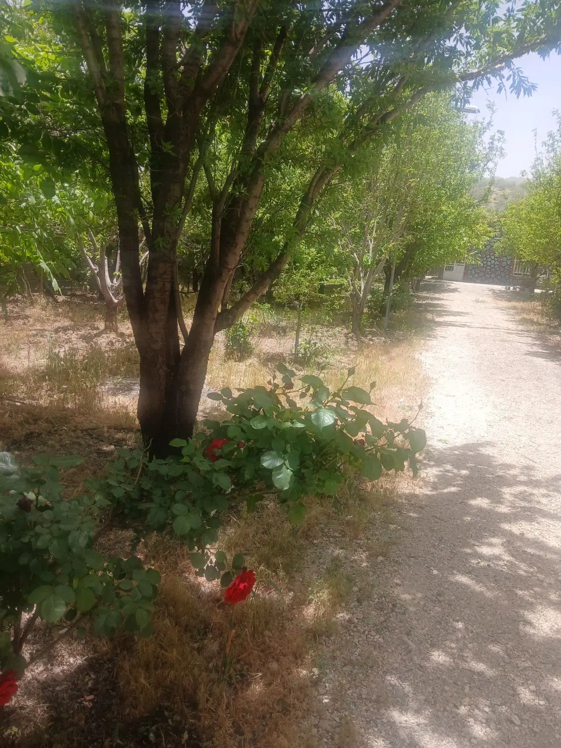 تصویر 2