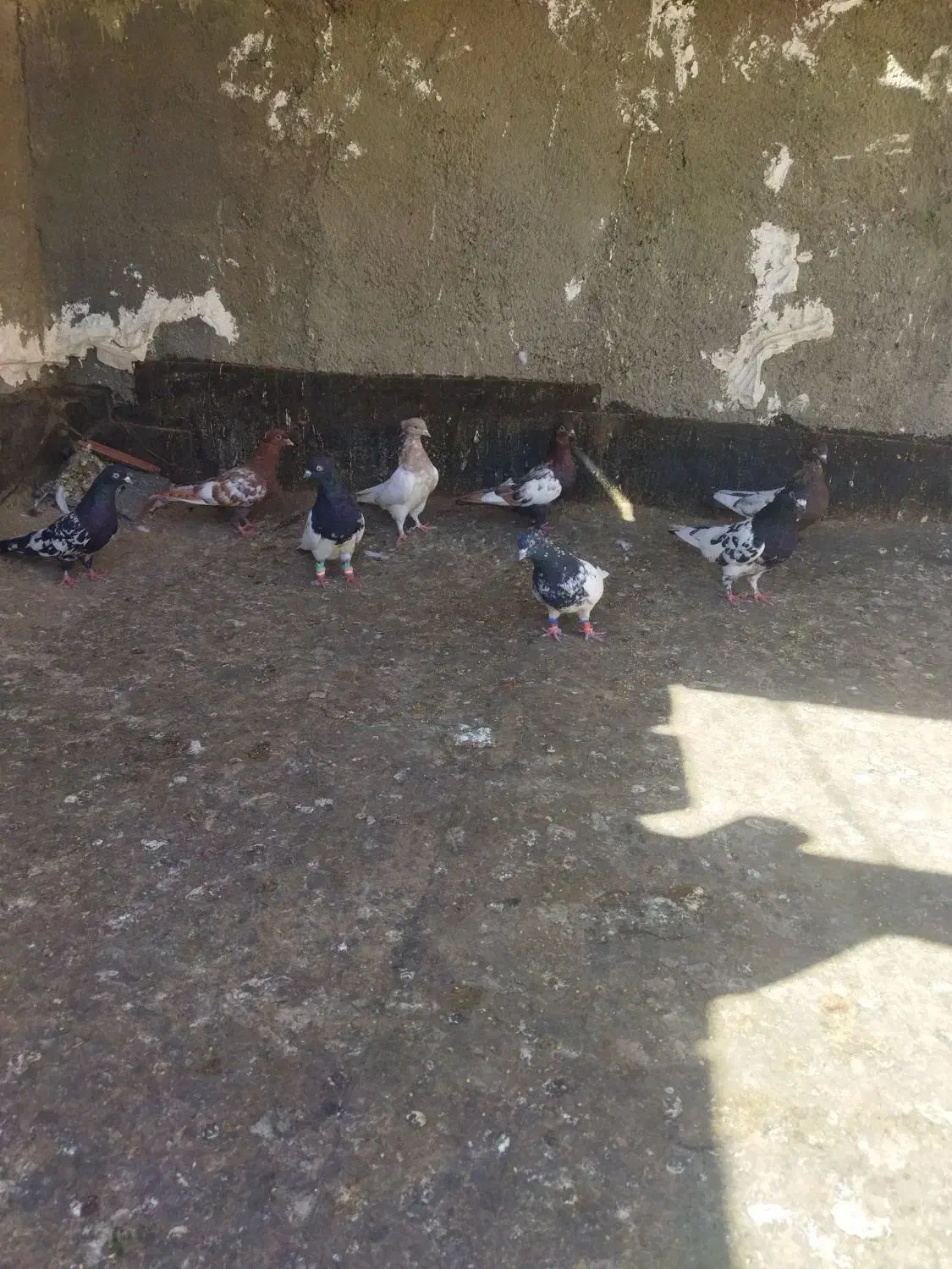 کبوتر|پرنده|چناران, |دیوار
