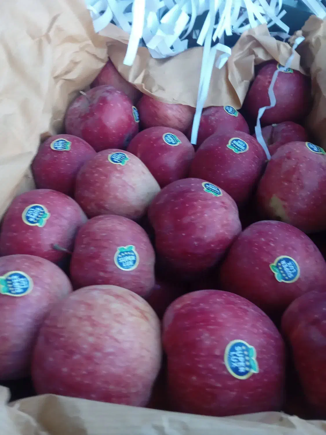 ۲/۵تن سیب ترگور درجه یک کوهستانی قرمز و سفید|خوردنی و آشامیدنی|سیلوانه, |دیوار