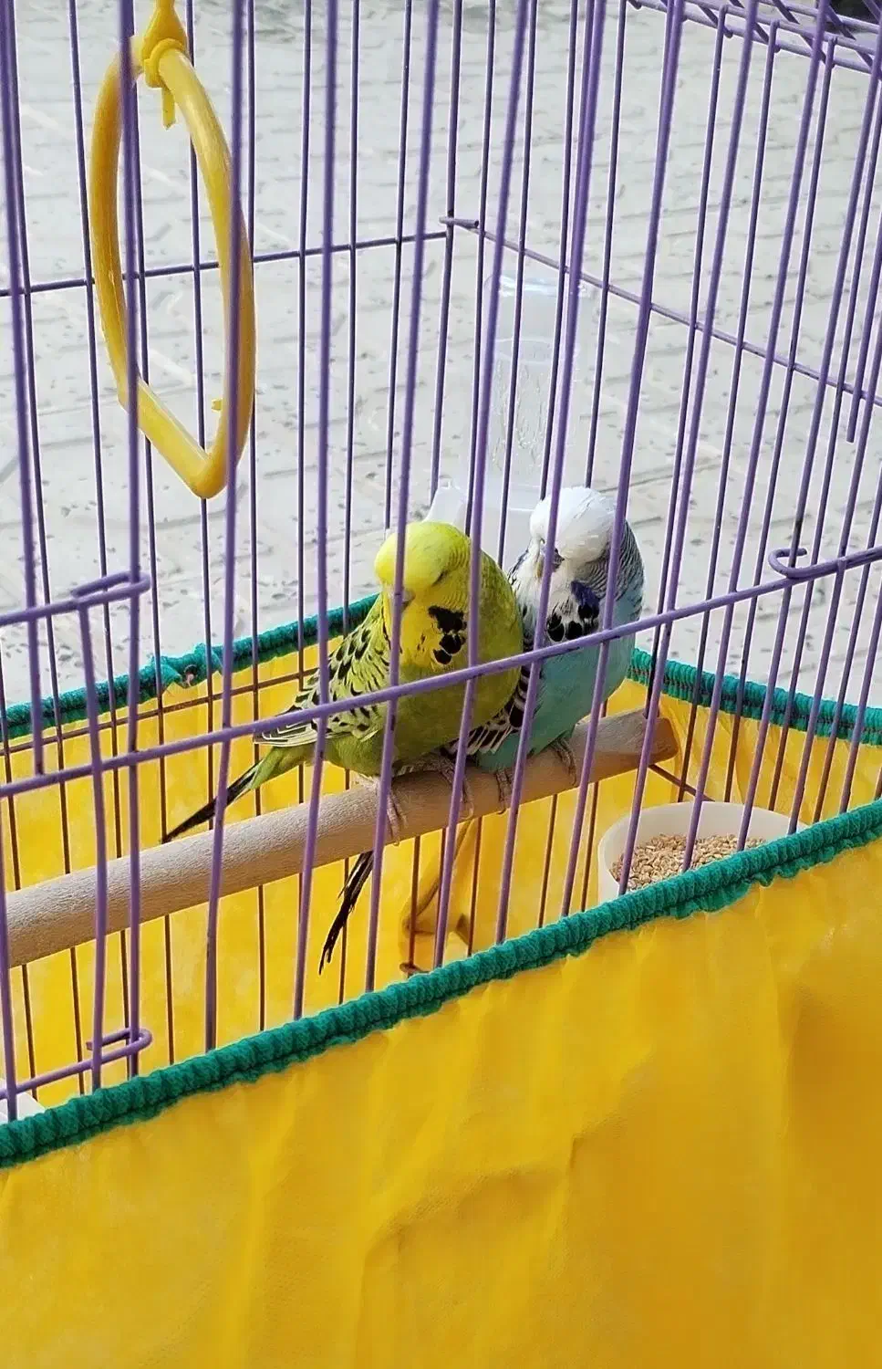 یک جفت مرغ عشق انگلیسی گرید بالا|پرنده|بیجار, |دیوار