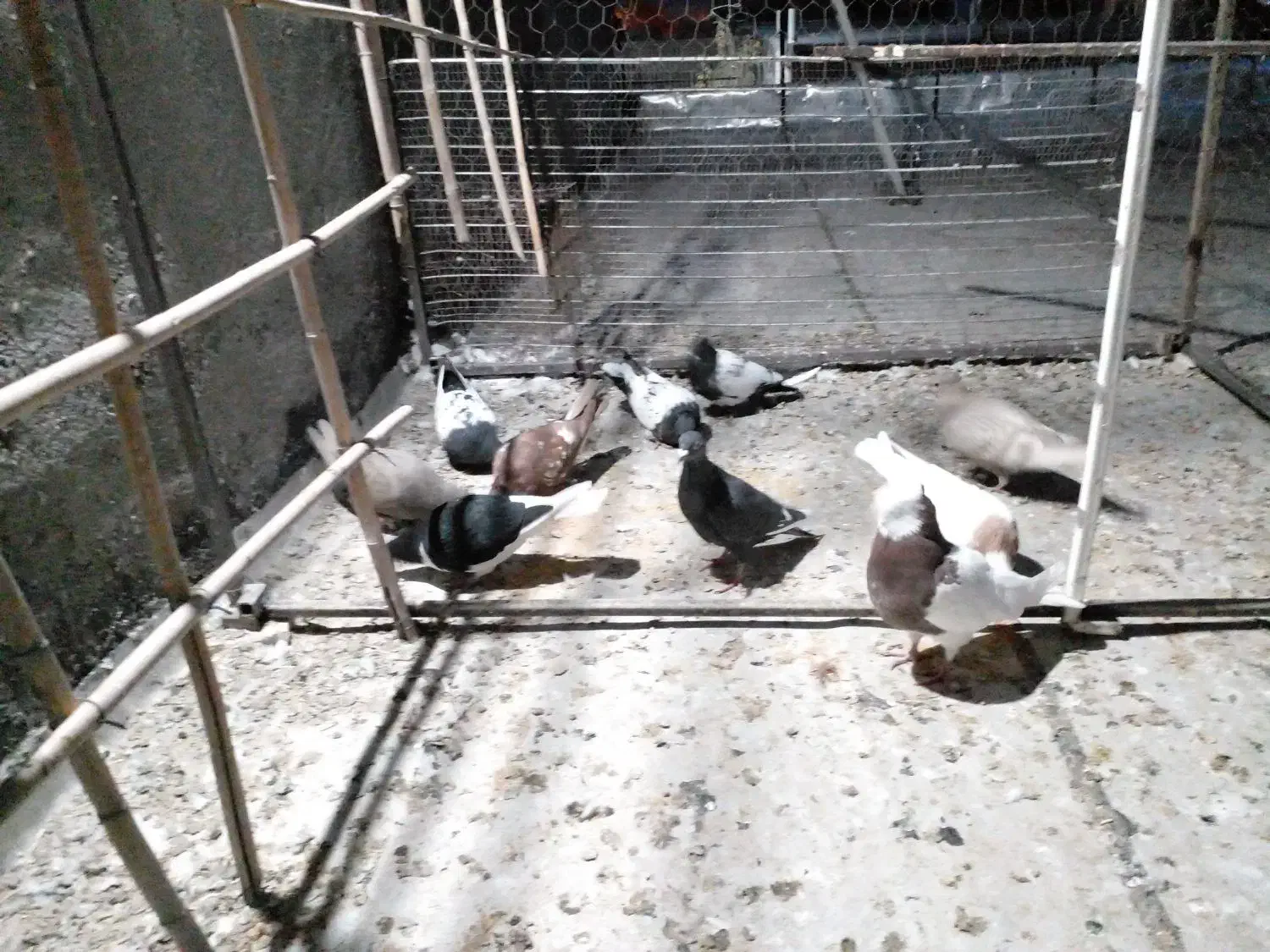 سلام کنورپرش|پرنده|تاکستان, |دیوار