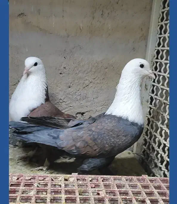 جفت کبوتر کله سفید|پرنده|فردوس (خراسان), |دیوار