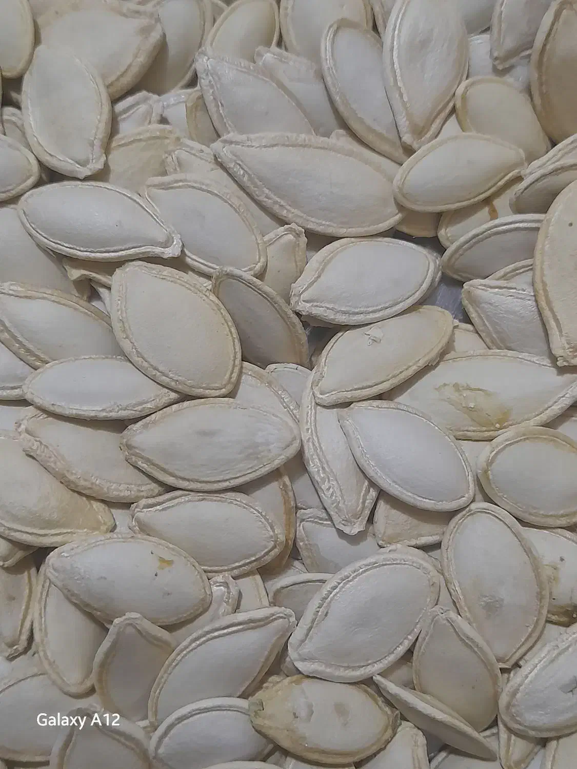 کدوخامدرجهیک|حراج|دهگلان, |دیوار