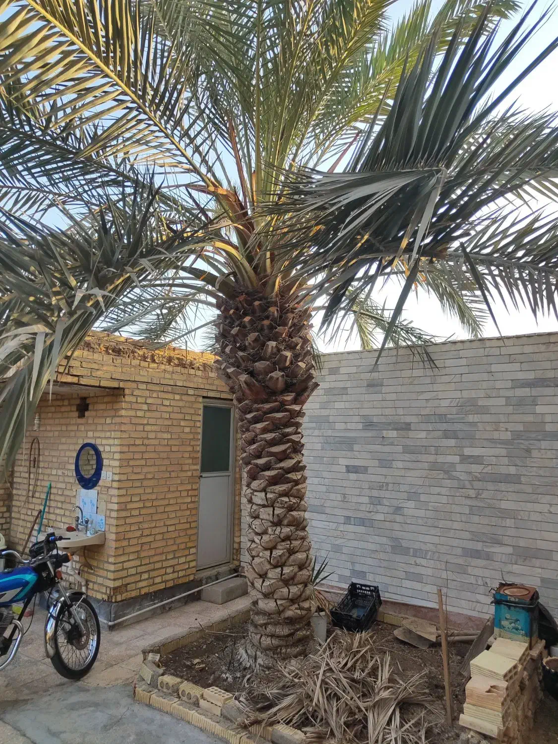 نخل برحی|گل و گیاه طبیعی|هندیجان, |دیوار